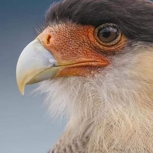 Meet your Posher, Idiris